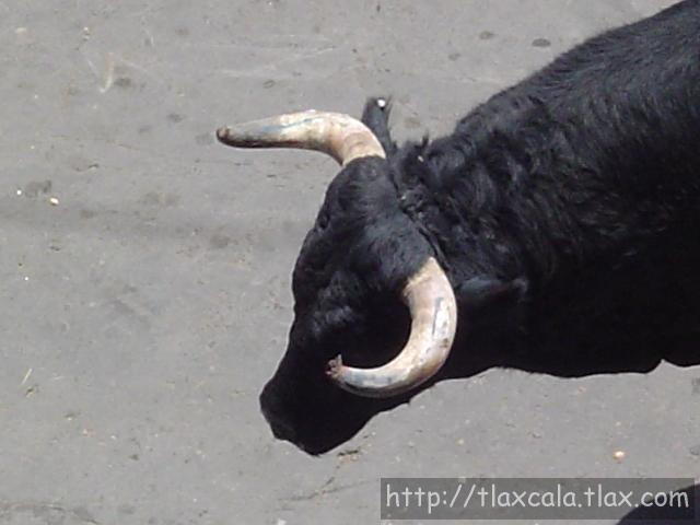 Fotos de la huamantlada(23/08/2003) - Foto