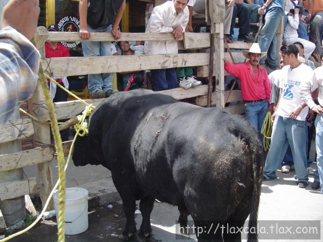 Fotos de la huamantlada(23/08/2003) - Foto