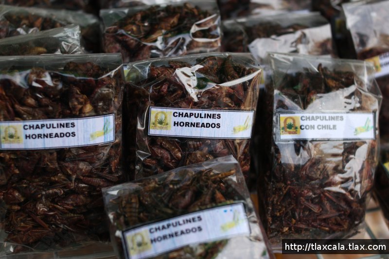 Chapulines
