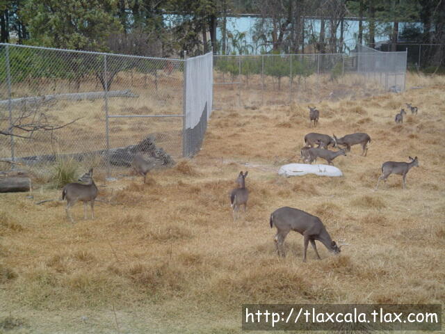 Venado Cola Blanca