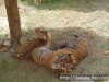 Tigres de Bengala