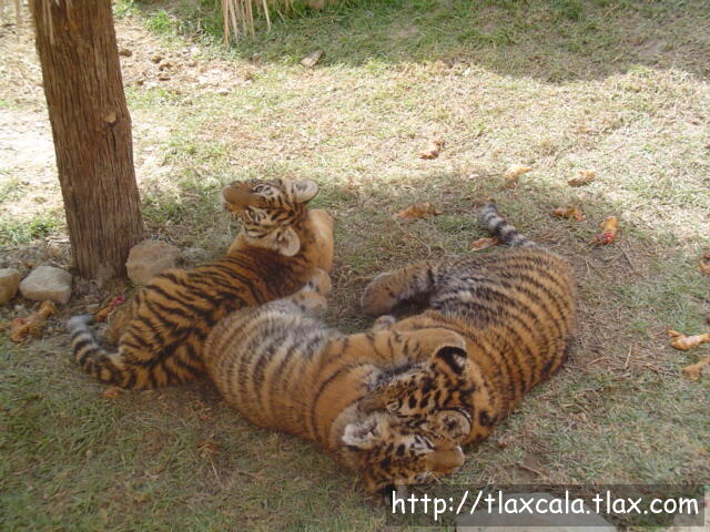 Tigres de Bengala