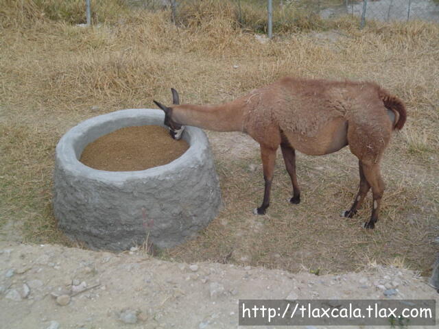 Llama