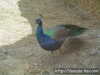 Pavo Real