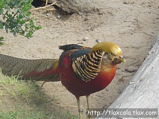 Faisan Dorado