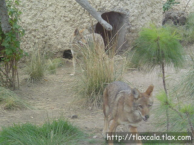 Coyotes