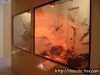 Muestra de Reptiles