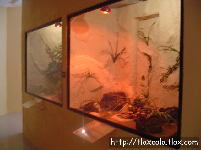 Muestra de Reptiles