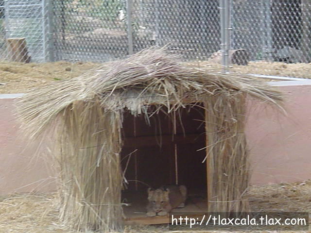 Cachorro de Len