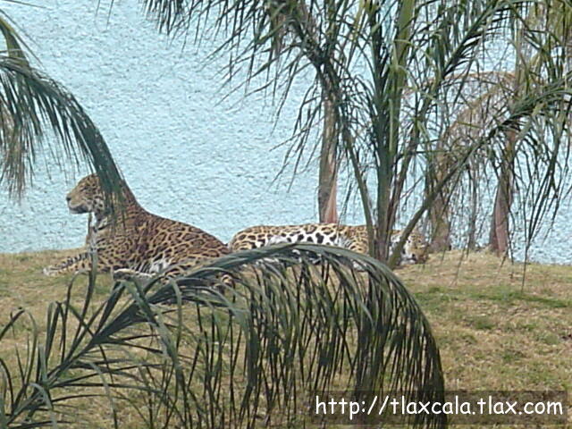 Jaguares