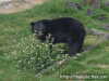 Oso Negro