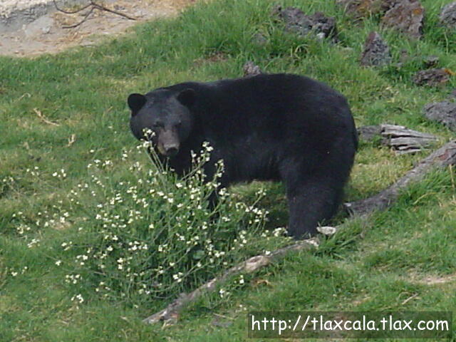 Oso Negro