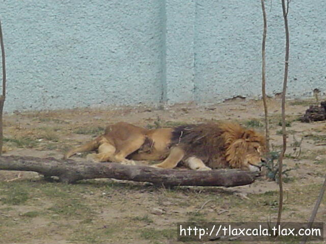 Len Africano