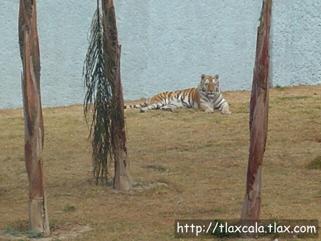 Tigre de Bengala