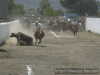 Derribe en charro completo