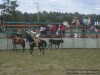 Chapetes floreando