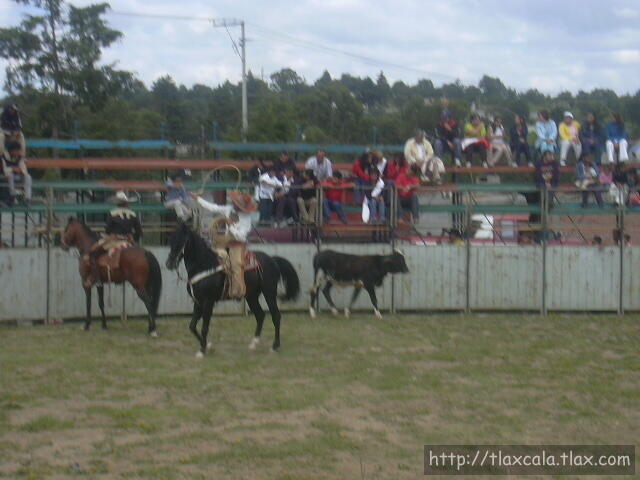 Chapetes floreando