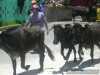 Ya se las llevan a pastar