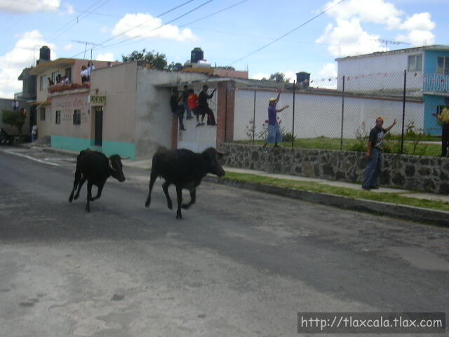 Donde van canijos