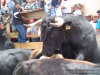 Huamantlada( 21-08-2004 )