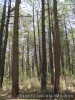 El bosque de la Malinche