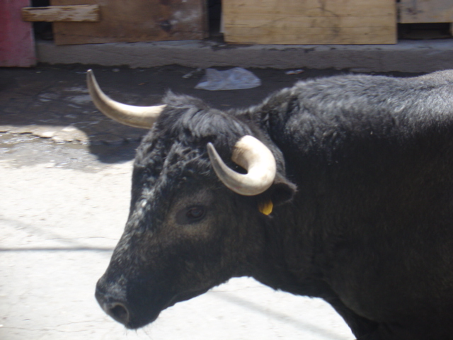 huamantlada (19/08/2006)