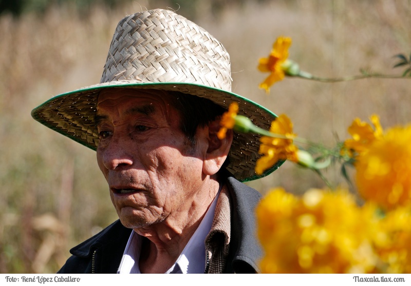 Recoleccin de flor de cempaschil en Tepeyanco - Foto