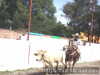 Los angeles coleando