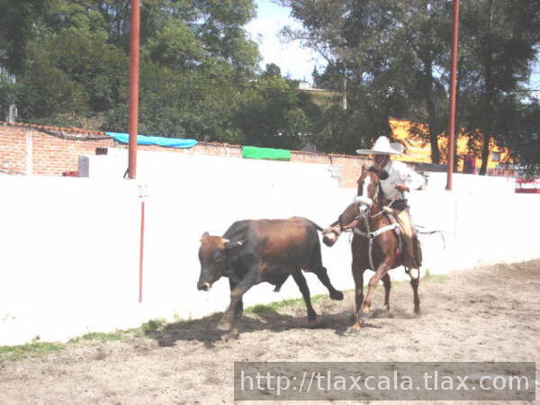 Victor flores coleando