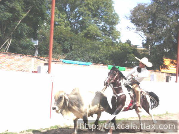 Carlos maurer coleando