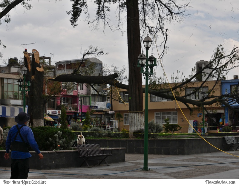 Cortando un arbol en Santa Ana - Foto