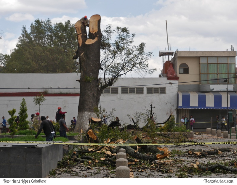 Cortando un arbol en Santa Ana - Foto