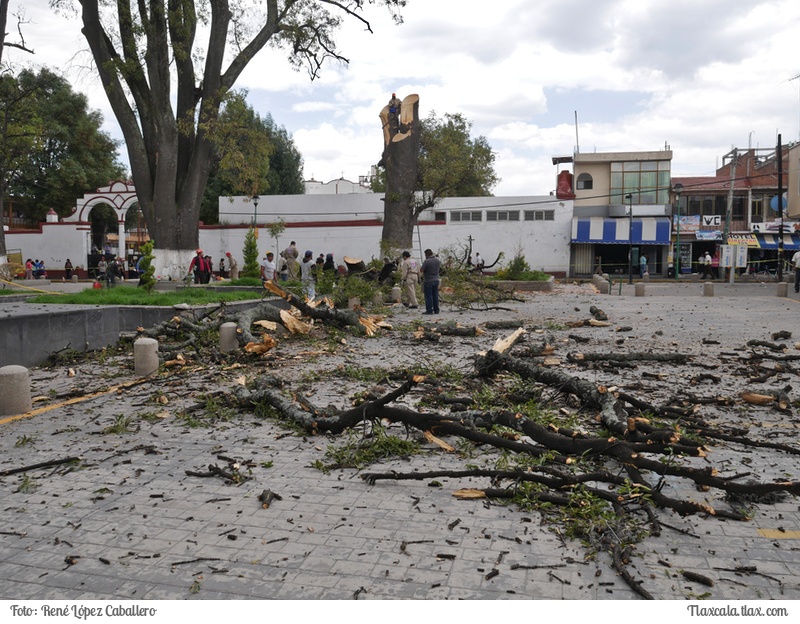 Cortando un arbol en Santa Ana - Foto