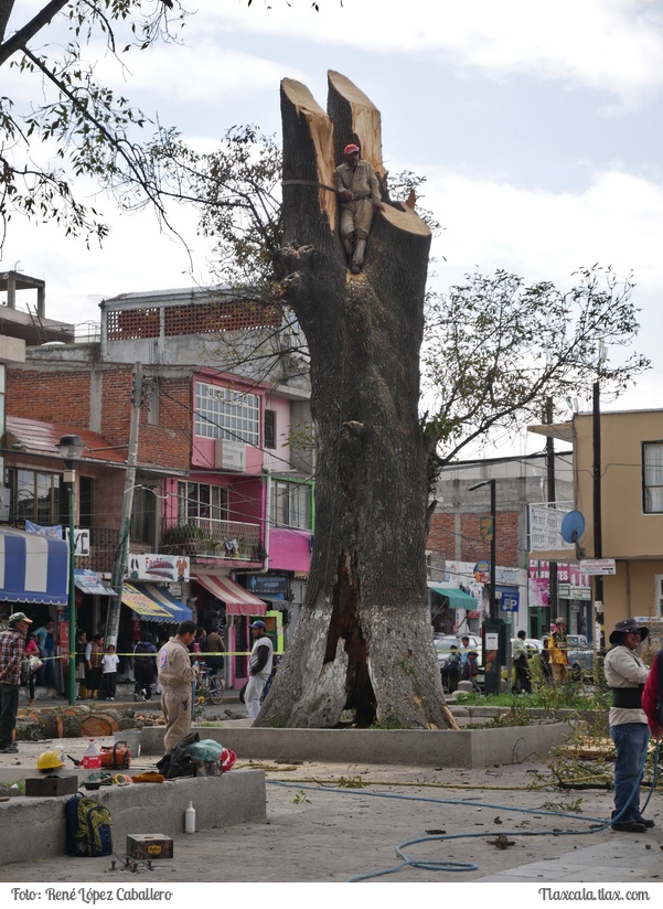 Cortando un arbol en Santa Ana - Foto