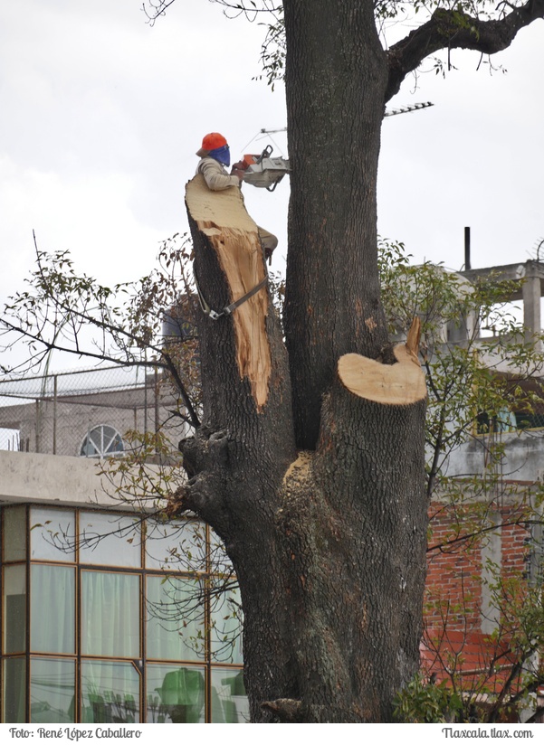 Cortando un arbol en Santa Ana - Foto