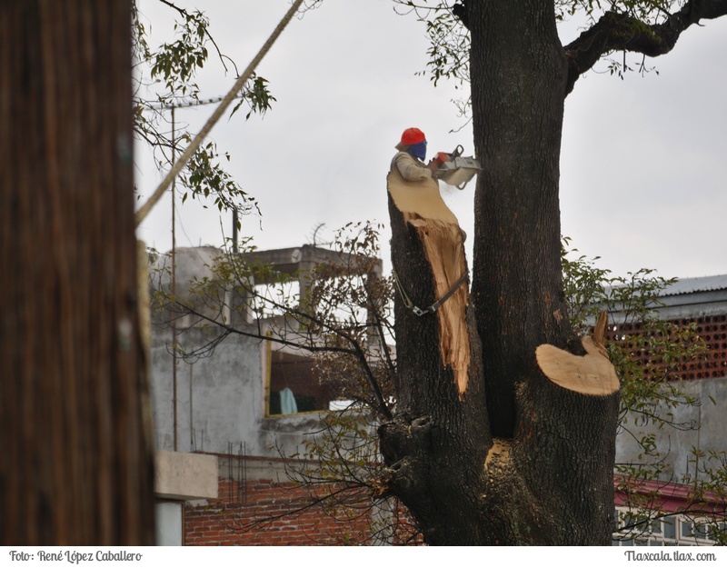 Cortando un arbol en Santa Ana - Foto