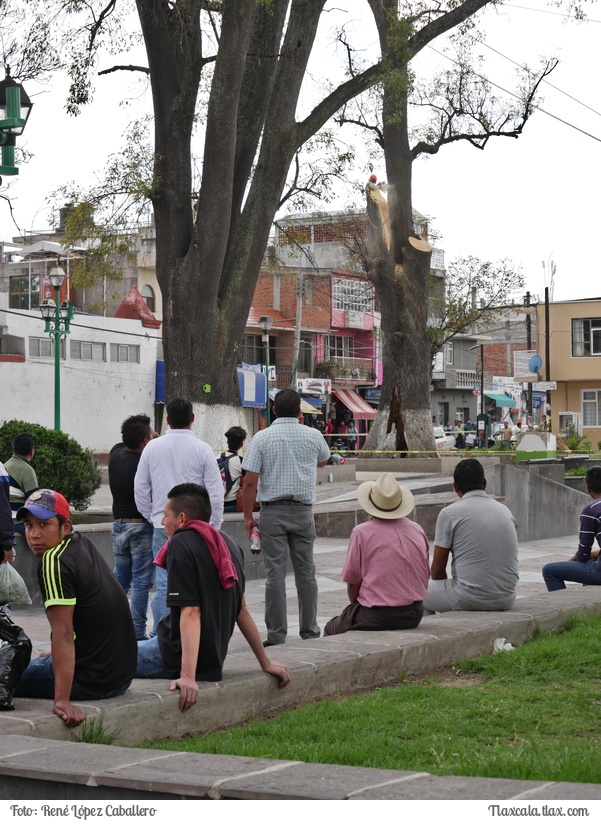 Cortando un arbol en Santa Ana - Foto