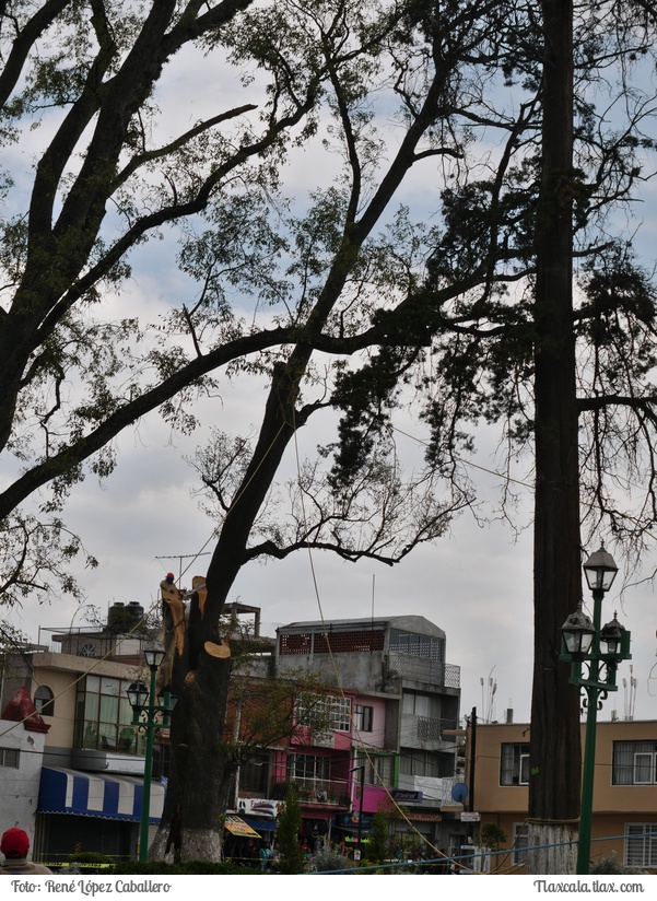 Cortando un arbol en Santa Ana - Foto