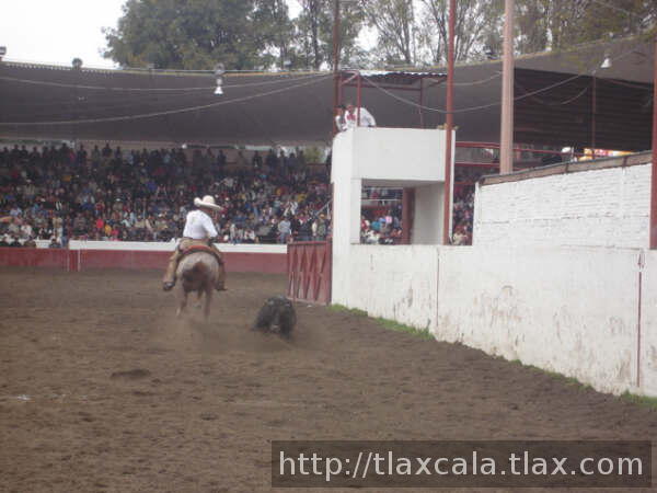 Rigo sosa derriba