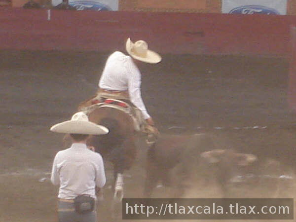 El tecol aguantando
