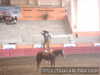 Paco rodriguez de quintana roo pasada a caballo
