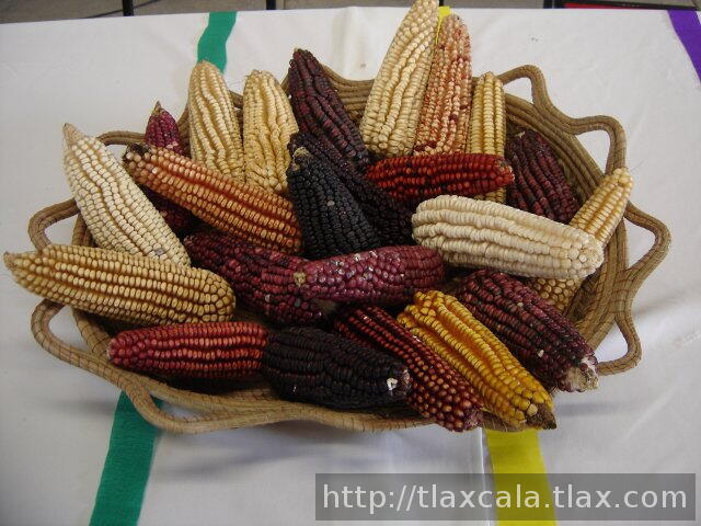 Variedades de maiz