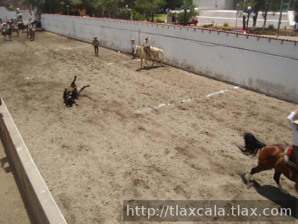 El tecol derribando redonda