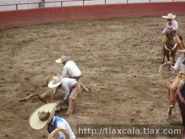 Limpiando al toro de los universitarios