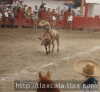 Pedro Romero en el toro por camperos
