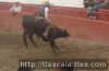 Yayo breton en el toro