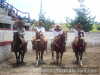 EQUIPO B DE LAHERRADURA