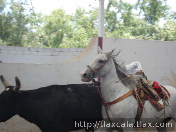 Agarrando la cola Adrian Galicia de Tlax