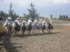 Abanico de las Rancheras de la Herradura