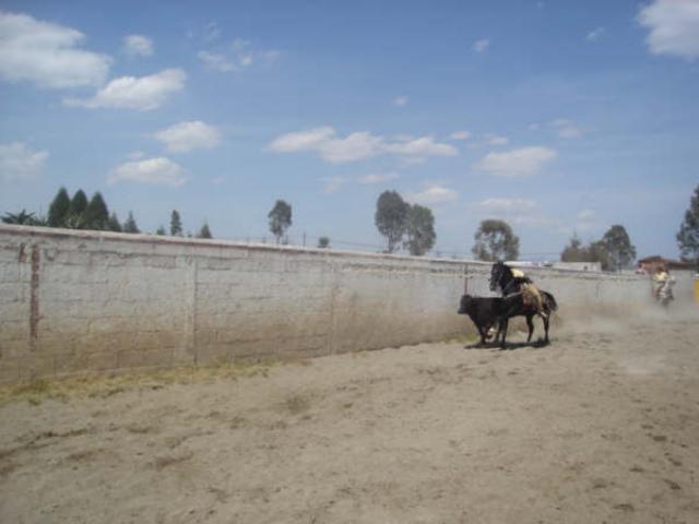 Charreada primero de marzo 027